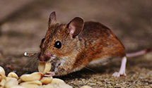 24 Hour & Emergency Exterminators in Silverstreet, SC